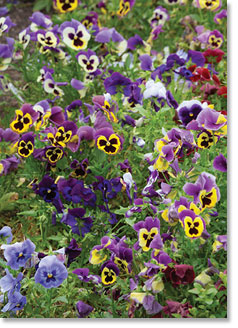 BLANK INSIDE GREETINGS CARD