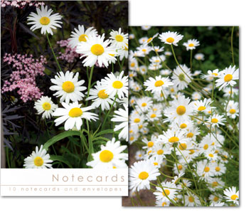 DAISIES AND BLACK ELDER NOTELETS PACK OF 10