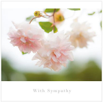 SYMPATHY CARD SOFT PINK ROSES