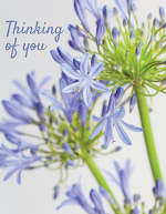 THINKING OF YOU AGAPANTHUS CLOSE UP 