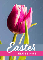 EASTER MINI CARDS:EASTER BLESSINGS TULIP PACK OF 4
