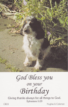 BIRTHDAY POSTCARD PACKET COCKER SPANIEL PACK OF 12