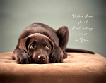 CHOCOLATE LABRADOR: PSALM 56:3