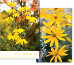 RUDBECKIA FLOWERS NOTELETS PACK OF 10