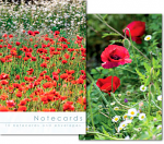 FIELD POPPIES NOTELETS PACK OF 10