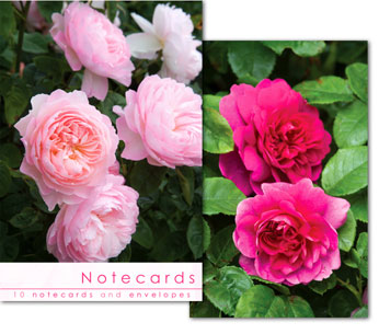 RICH PINK ROSES NOTELETS PACK OF 10