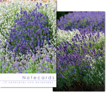 LAVENDER VARIETIES NOTELETS PACK OF 10