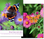 BUTTERFLY NOTELETS PACK OF 10