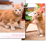 GINGER KITTEN PACK OF 10