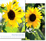 SUNFLOWERS NOTELETS PACK OF 10